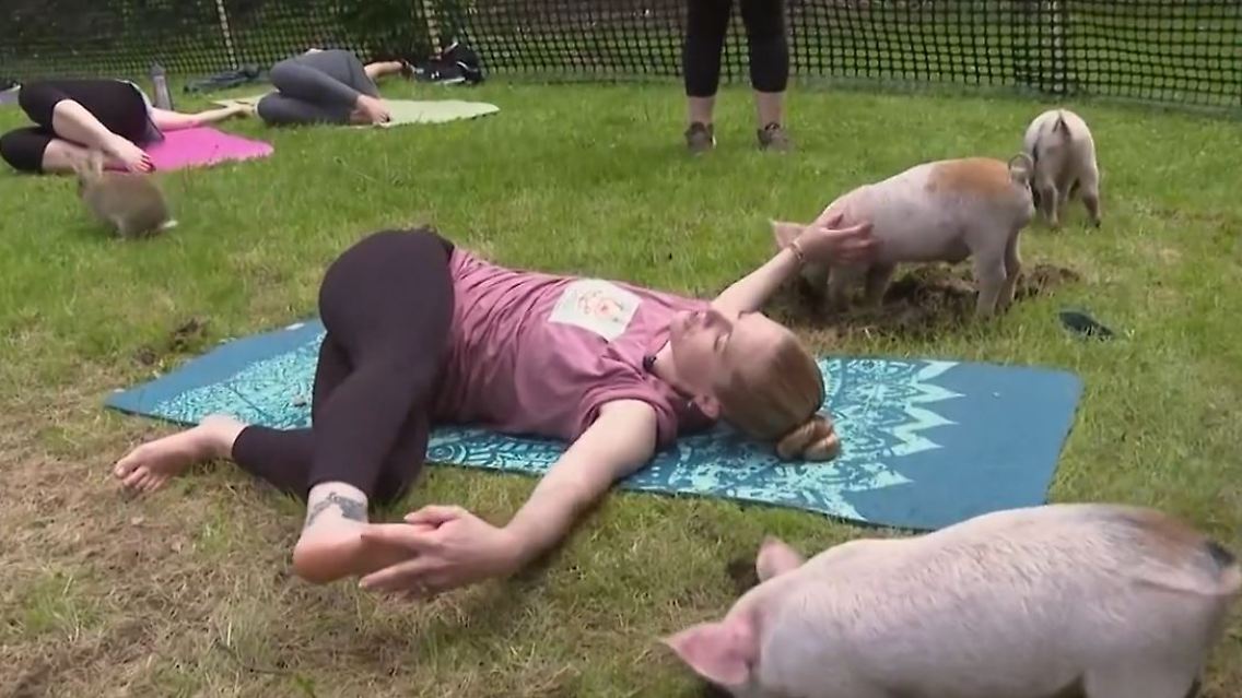 ferkel.JPG