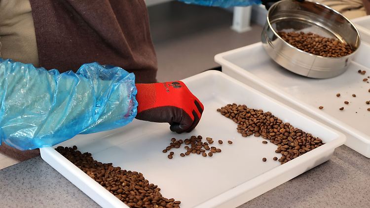 Ein Häftling sortiert Kaffeebohnen.