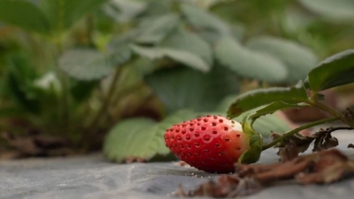 erdbeeren.JPG