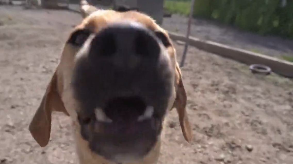 hund.jpg