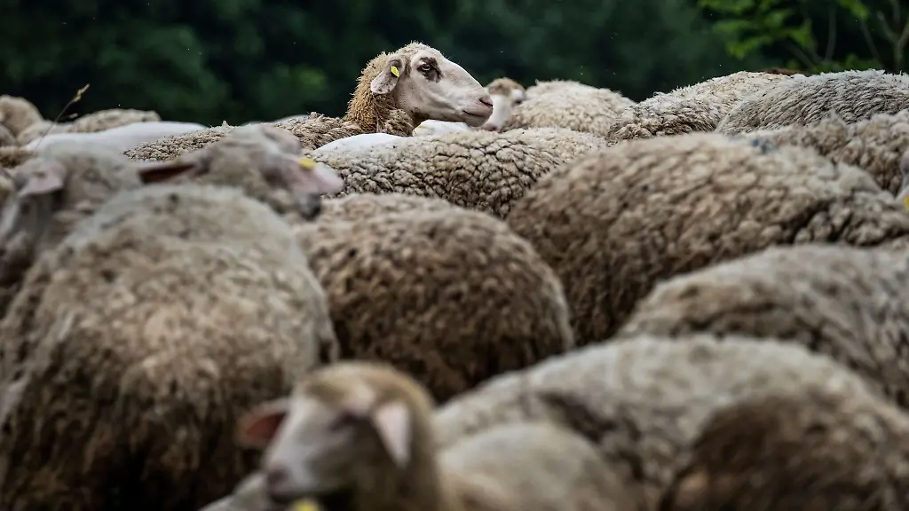 Ein-Schaf-schaut-aus-einer-Herde-heraus