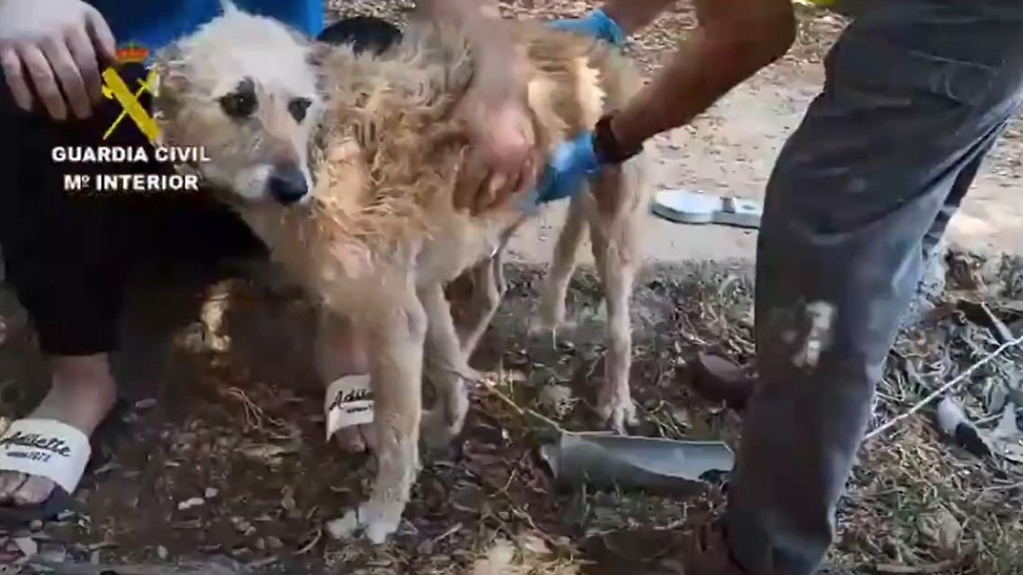 hunde.jpg