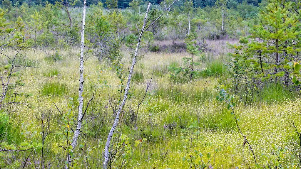Die-Renaturierung-sorgt-fuer-das-Wachsen-einer-neuen-Torfschicht