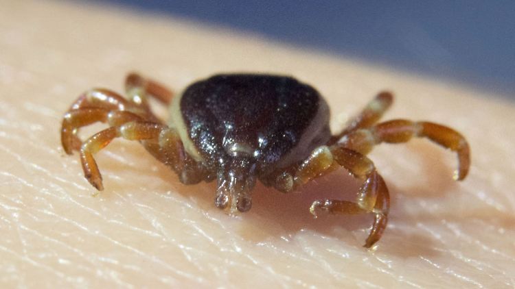 Hyalomma-Zecken sind dank ihrer Augen herausragende Jäger. Sie verfolgen potenzielle Wirte über Hunderte Meter.