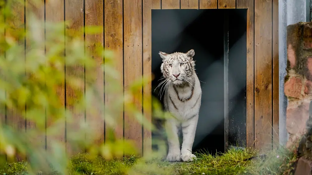 Die-weisse-Tigerdame-Charlota-erkundet-in-der-Auffangstation-Tierart-ihr-Gehege