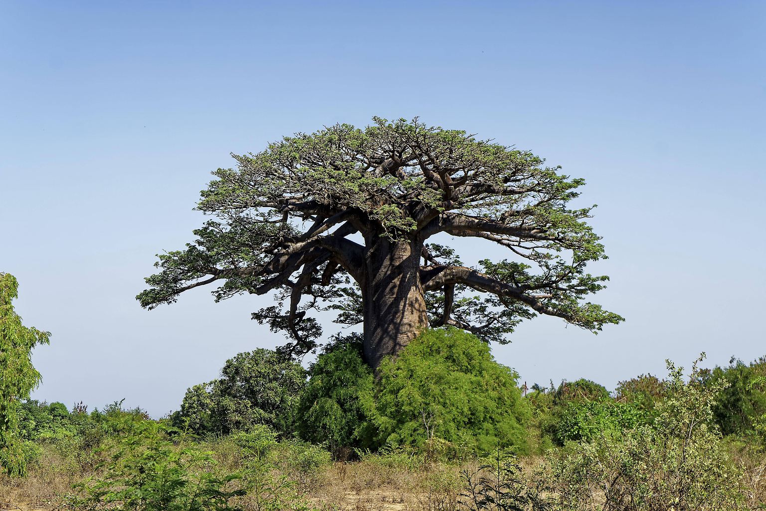Der Baobab gehört zu den charakteristischen Bäumen Afrikas. 