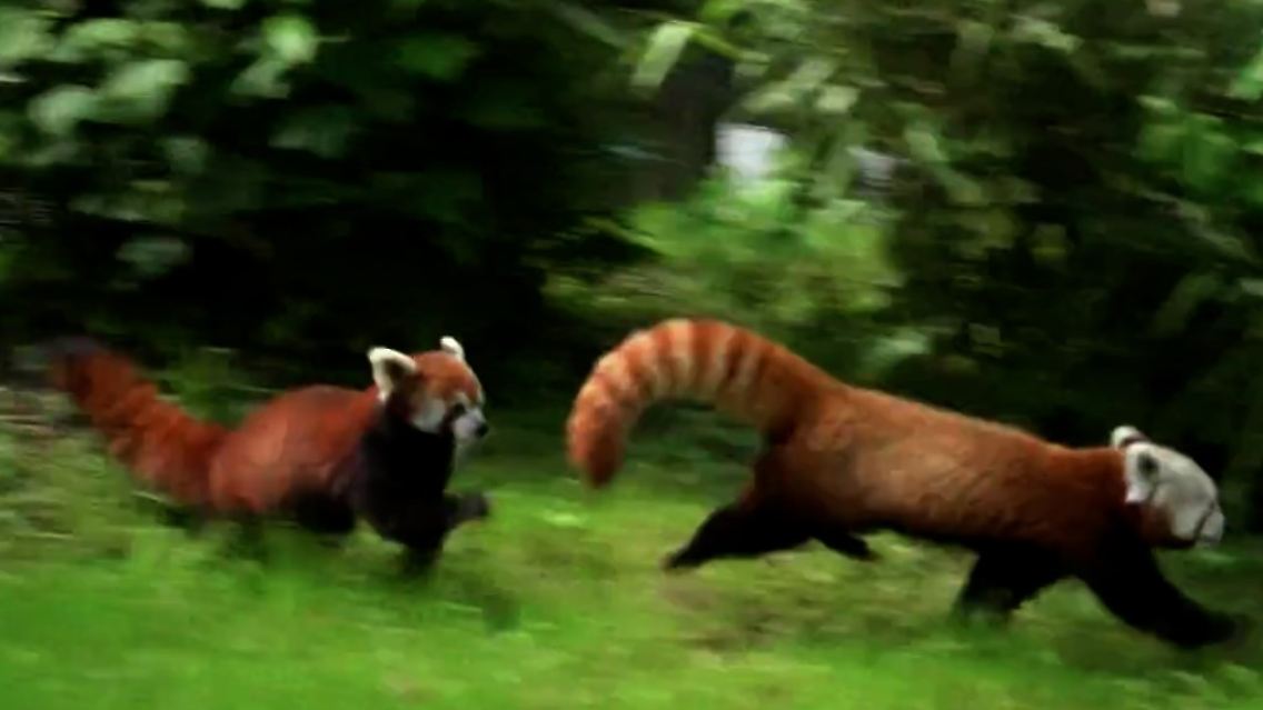 panda.jpg