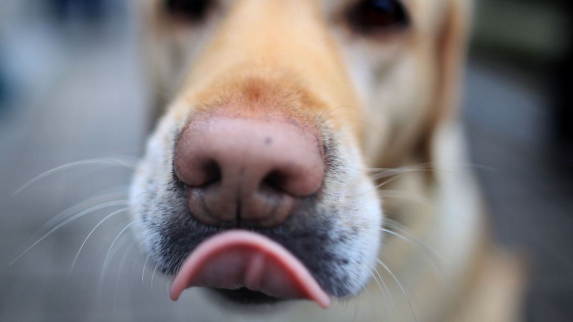 Die feine Nase eines Labradors.