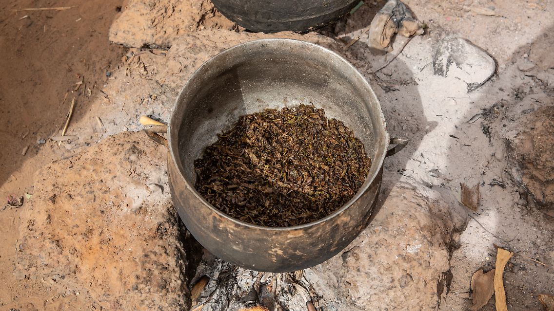 RS21655_Leaves as survival food.jpg