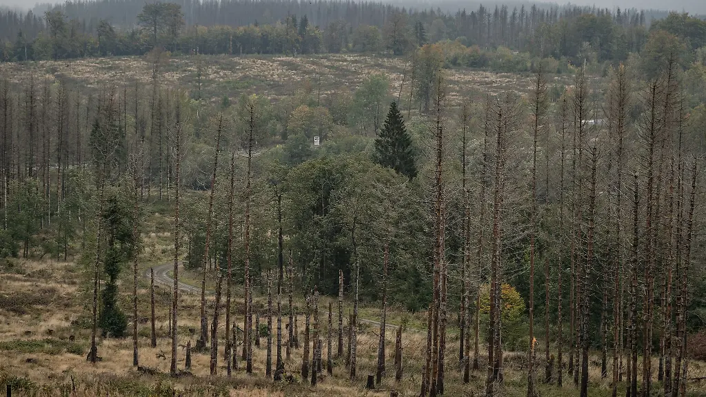 Abgestorbene-Fichten-stehen-auf-einer-Waldflaeche-im-Harz