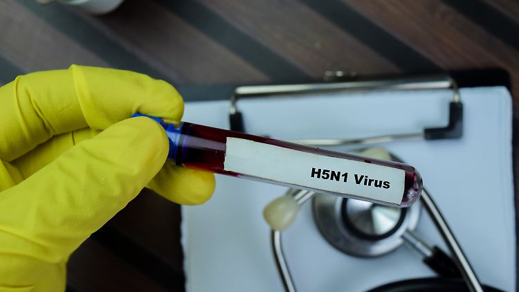 Die Menschen, die sich mit dem Vogelgrippevirus H5N1 infizieren, entwickelten bisher nur leichte Symptome. 
