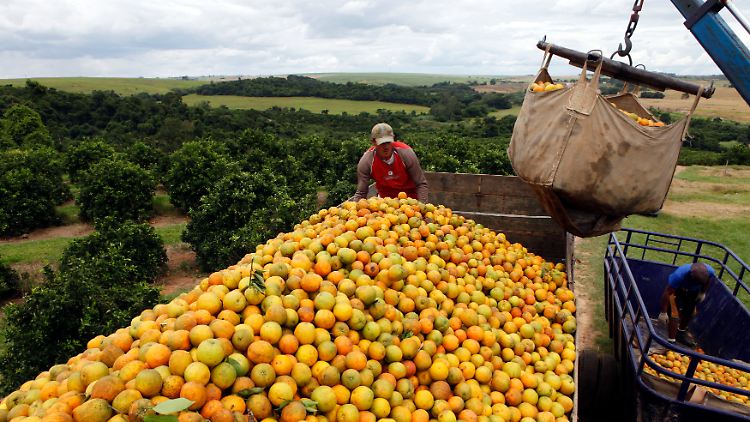 Fast 40 Prozent der Orangenplantagen in Brasilien sollen schon von der Gelben Drachenkrankheit betroffen sein.