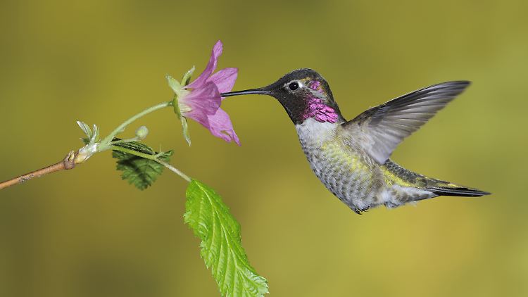 Ein Annakolibri trinkt Nektar aus einer Blüte.