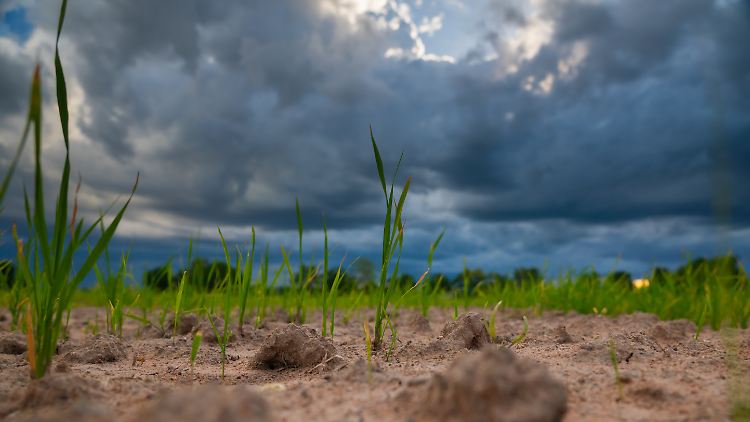Auf extreme Trockenheit könnten bald kühlere Temperaturen folgen: An vielen Orten hat La Niña die entgegengesetzten Klimafolgen zu El Niño.