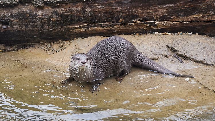 Ein Zwergotter tummelt sich im Tierpark Berlin an der neuen Otter-Inselwelt.