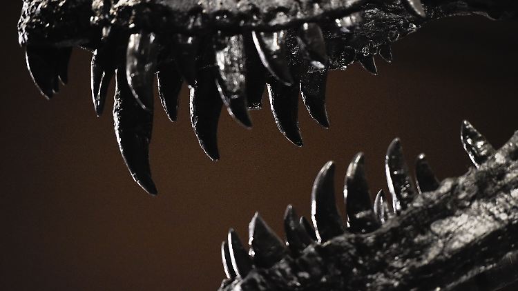 Es gibt etwa zwei Dutzend T-Rex-Skelette - die stammen allerdings von erwachsenen Tieren.