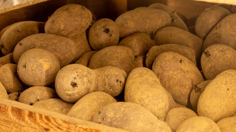 Das Verbot bestimmter Pflanzenschutzmittel erschwert laut einem Experten den Anbau von Kartoffeln. 