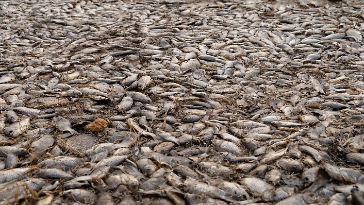 Tote Fische bedecken den Boden nach der Zerstörung des Kachowka-Staudamms.