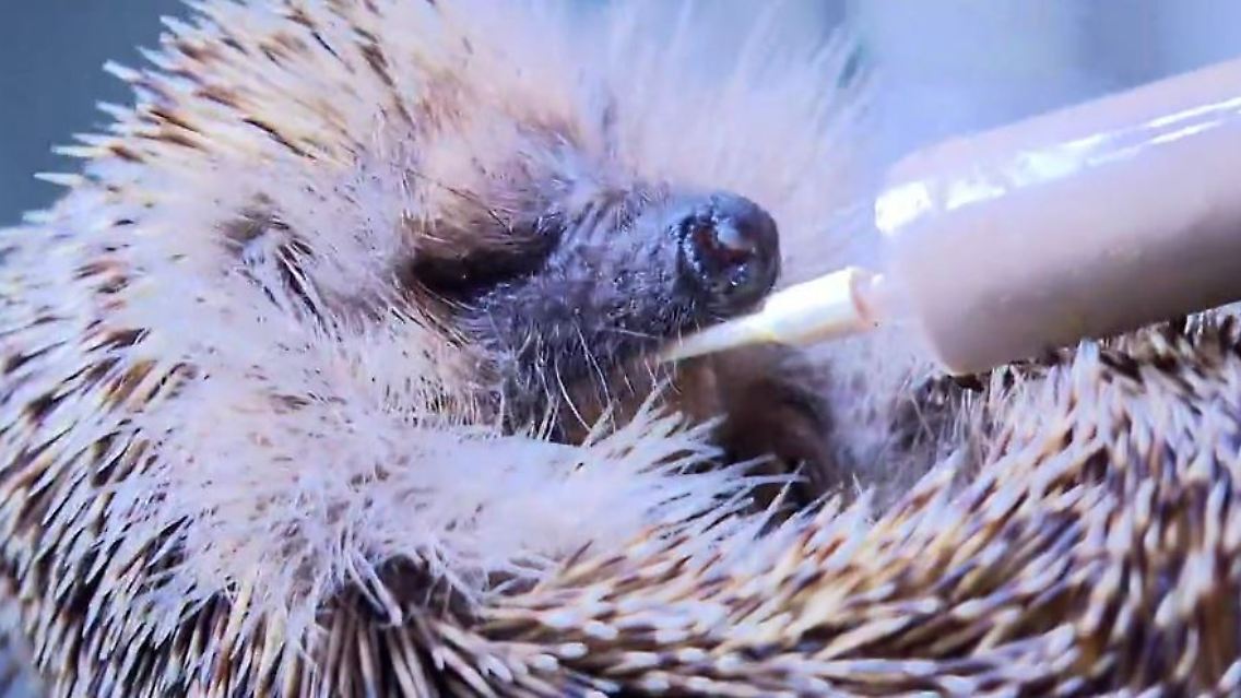 Igel_Auffangstation.JPG