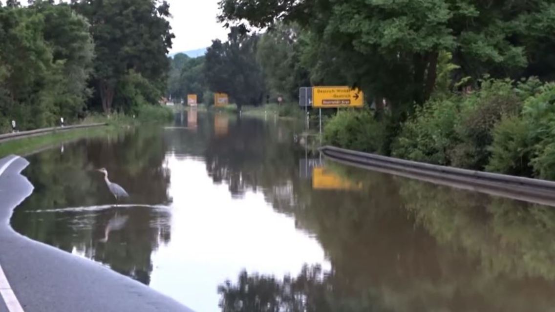 flut.JPG