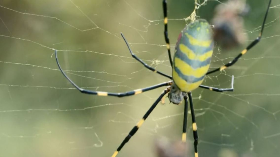 Yoro_Spinne.JPG