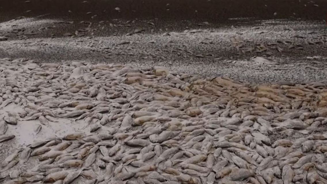 fische1.JPG