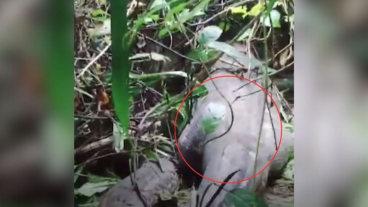 Python Indonesien Würgeschlange.jpg