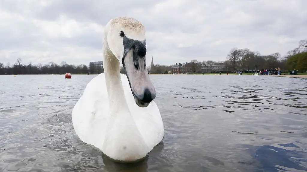 Ein-Schwan-hat-in-Bad-Kreuznach-auf-einer-Strasse-Platz-genommen-und-damit-einen-Feuerwehreinsatz-ausgeloest