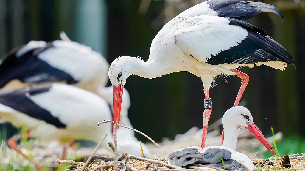 Ein-Weissstorch-Ciconia-ciconia-legt-einen-Ast-in-seinen-Horst