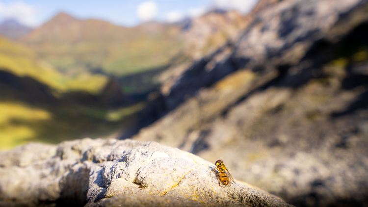 Mehr als 17 Millionen Insekten wandern im Herbst durch die 30 Meter niedriger liegende Lücke zwischen zwei Gipfeln an der Grenze zwischen Frankreich und Spanien.