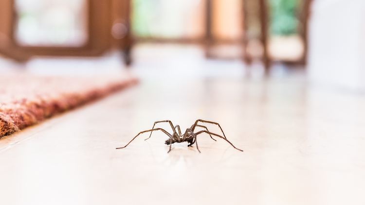 Spinnen aus der Wohnung vertreiben: So geht es ohne Chemie und Staubsauger.