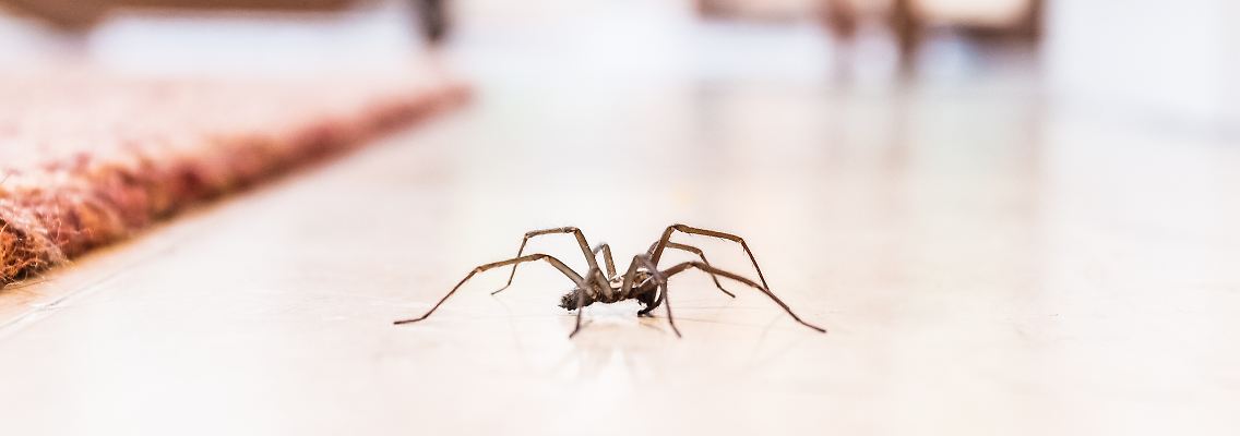 Spinnen aus der Wohnung vertreiben: So geht es ohne Chemie und Staubsauger.