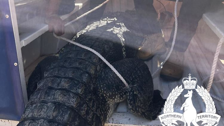 Das 3,63 Meter lange Salzwasserkrokodil wird in einem Polizeiwagen abtransportiert.