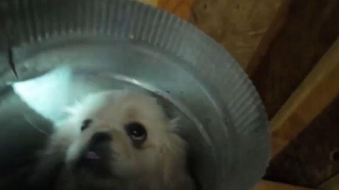 Hundewelpe aus Lüftungsrohr.jpg