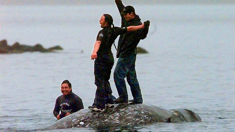Den letzten Grauwal erlegte der Makah-Stamm 1999, bevor Tierschützer ein Verbot durchsetzen konnten.