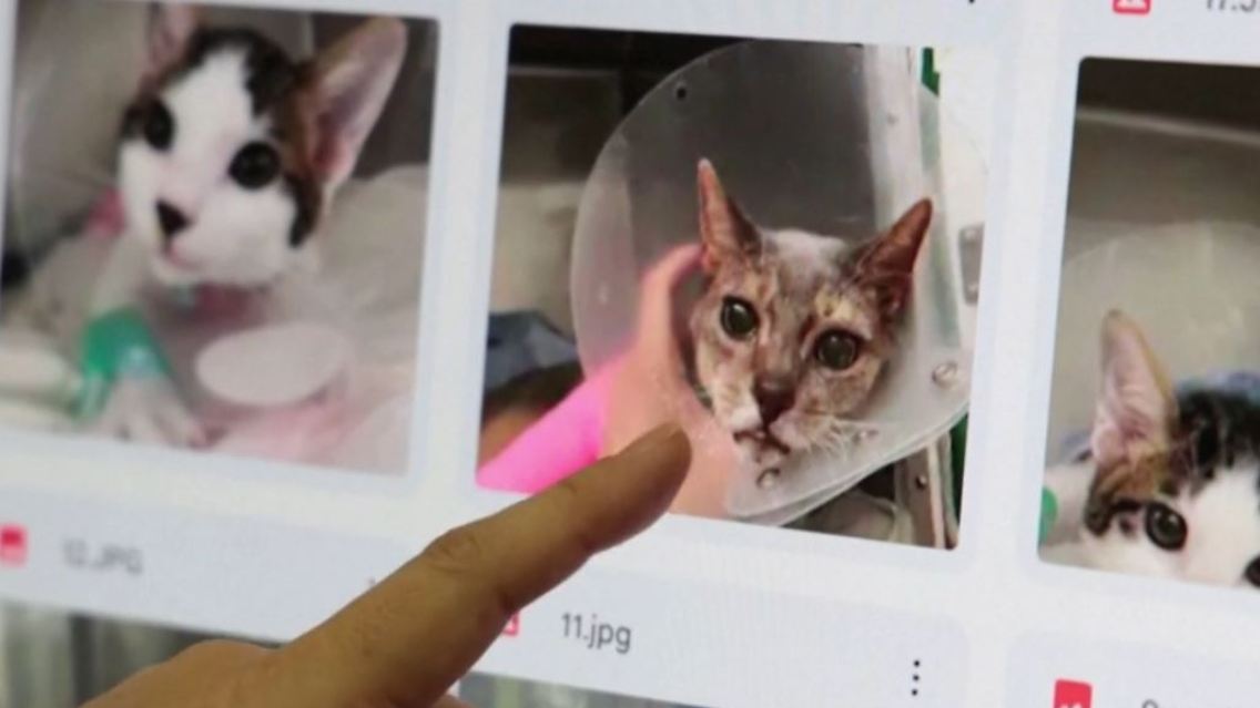 katzen.JPG
