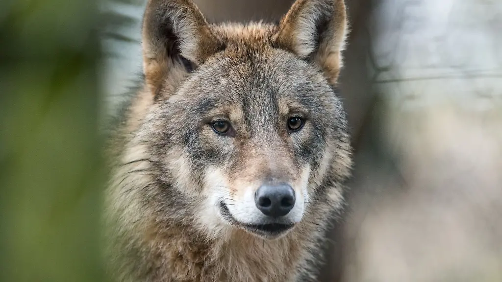 Ein-Wolf-steht-in-einem-Gehege