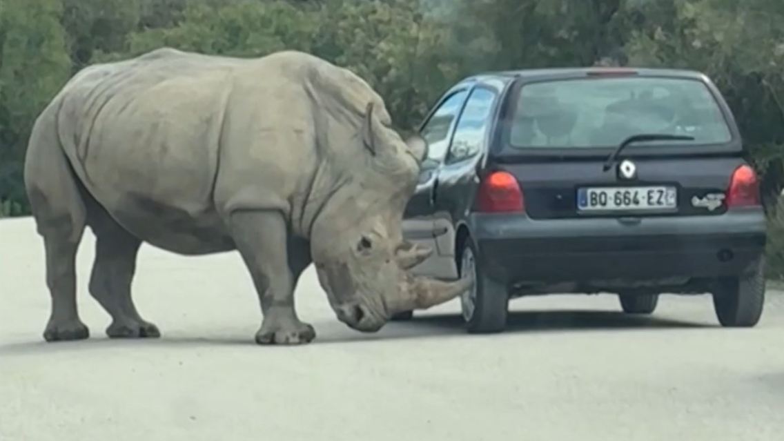 Nashorn.jpg