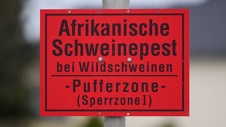 Verhaltensauffällige oder tote Wildschweine sollten umgehend der Polizei gemeldet werden.
