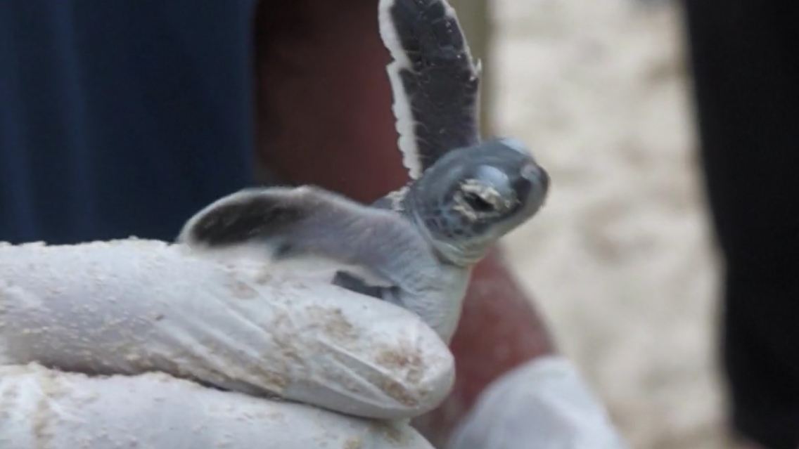 schildkröten.jpg