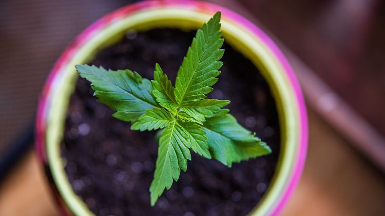 Für den Freizeitgebrauch ist Marihuana in Maryland seit 2023 erlaubt.