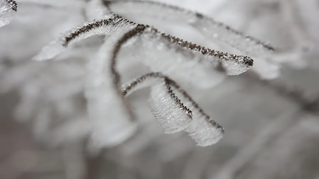 Raureif-bildet-sich-an-den-Zweigen-eines-Baumes-auf-dem-Brocken