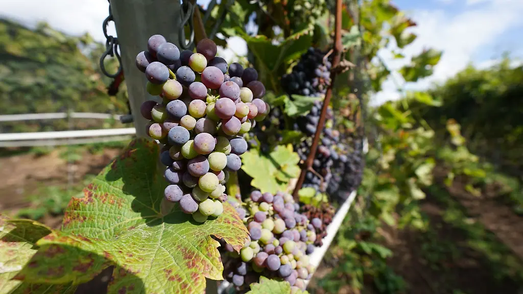Weintrauben-wachsen-auf-einem-Weinberg