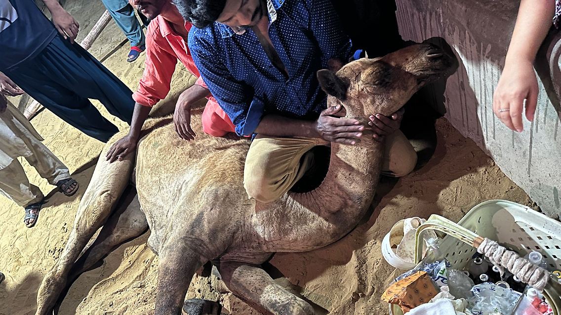 Die Provinzregierung beauftragte laut der zuständigen Tierschutzorganisation eine Firma in Pakistan mit der Herstellung der Prothese.