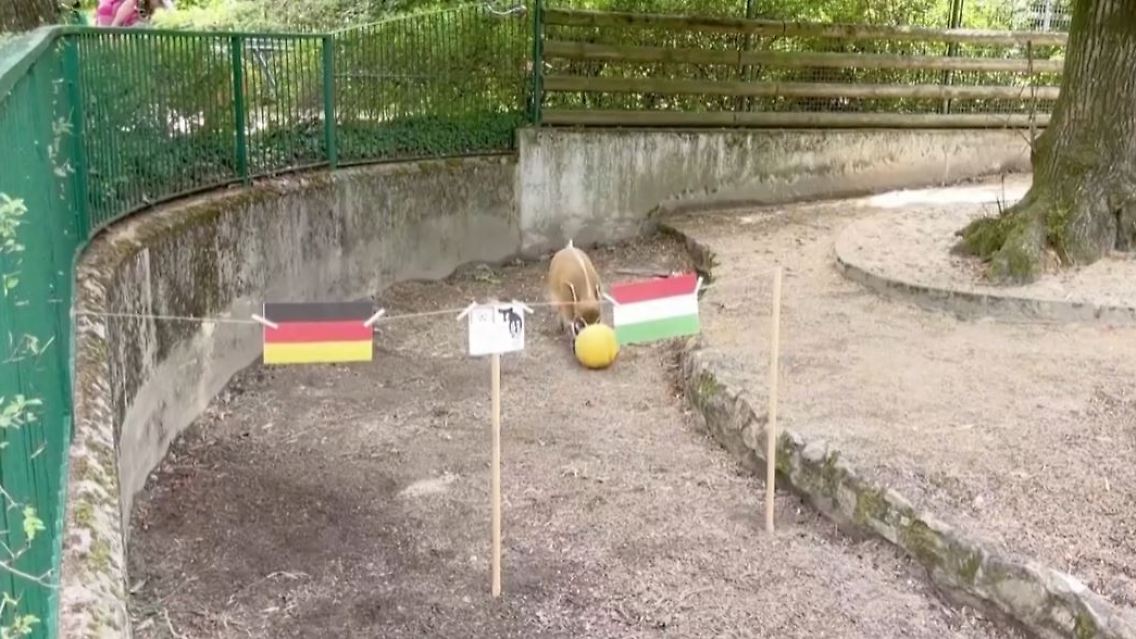 Tippschwein.JPG