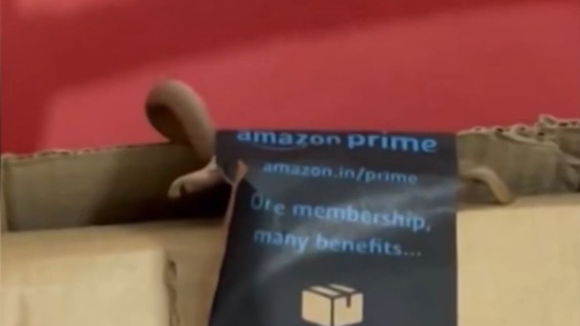 Schlange Paket.jpg