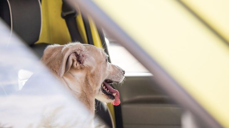 Ein offener Spalt reicht? Nein, ein abgestelltes Auto kann sich auch mit leicht geöffneten Fenstern sehr schnell aufheizen.