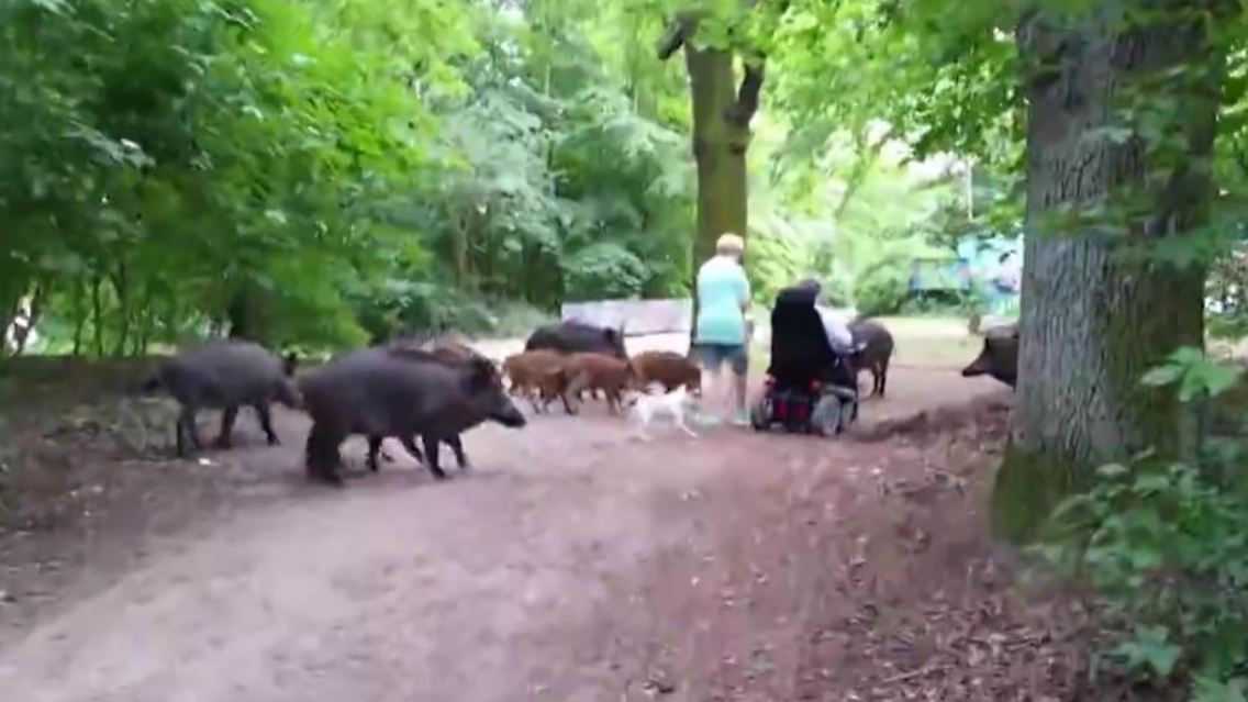 Wildtiere_Garten.JPG