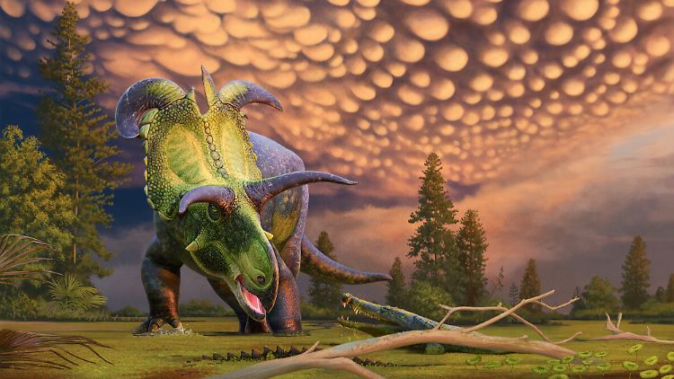 Mit einer geschätzten Länge von 6,7 Metern ist der Lokiceratops der größte Dinosaurier aus der Gruppe der gehörnten Dinosaurier.