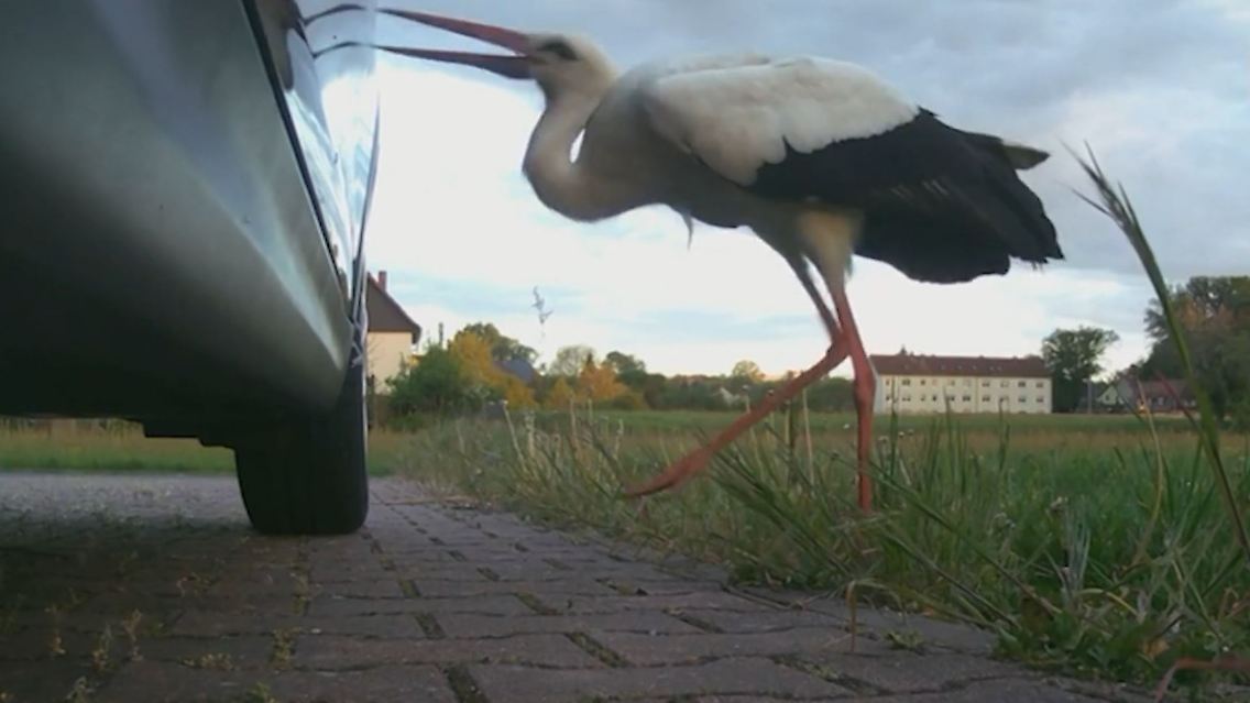 storch.JPG